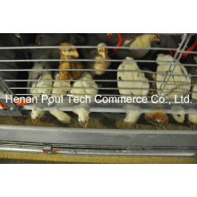 New Frame Chick Cage Brooder Chicken Cage System